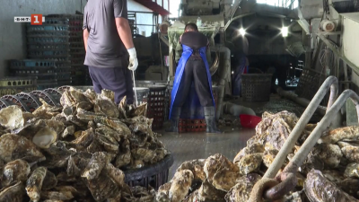 Текстил от черупки! Как остатъци от стриди се превръщат в дрехи