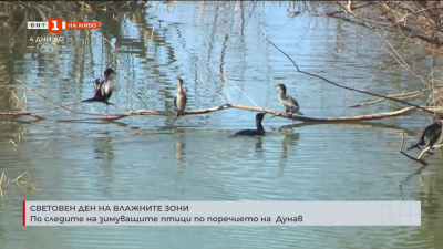 По следите на зимуващите птици по поречието на  Дунав