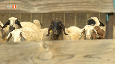 Историята на Мария Стойкова - фермер от село Щърково