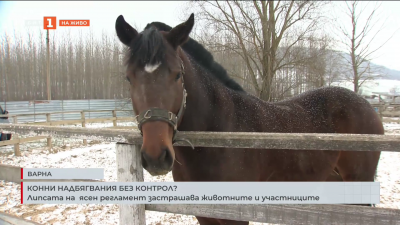 Конните надбягвания се провеждат без ясен регламент 