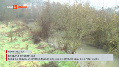 Европейският бобър е забелязан край река Черни Лом