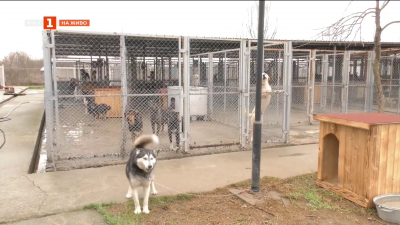 Призив за регистрация на домашни кучета в Търговище