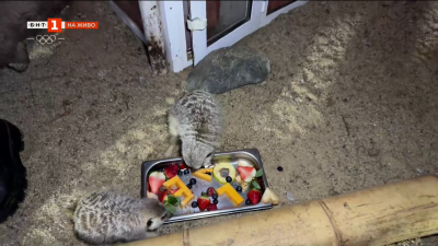 Оферта от бургаския зоопарк: Кръстете червей на бившия си