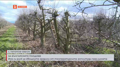 Има ли риск за овощните градини от температурните амплитуди