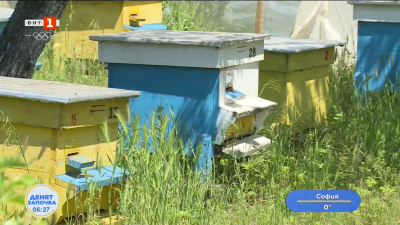 Повече добив на мед и по-ниска смъртност при пчелите очакват пчеларите тази година