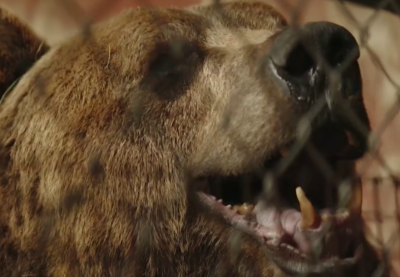 Първи по рода си самолетен трансфер на диви животни: мечки от Аржентина намират нов дом в България