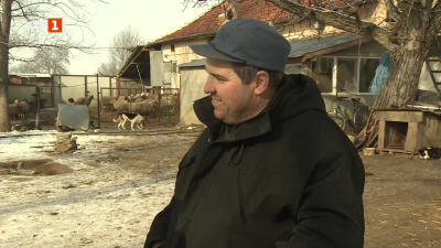 Овцевъдството. Как се справят хората, ангажирани в отрасъла