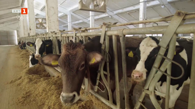 Ковид връща млади хора в семейната кравеферма 