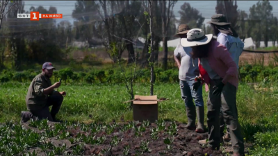 Пречистватели от коса - естествени филтри за замърсена вода