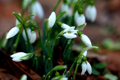 Максимални температури между 7° и 12° в сряда