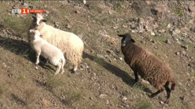 Подготвят рискова акция за спасяването на овцете, които оцеляват 20 дни на скална тераса край крепостта Моняк