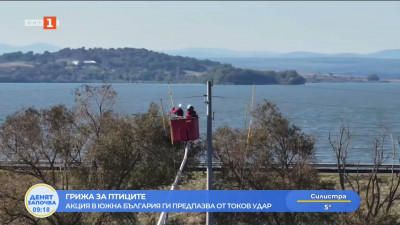 Грижа за птиците