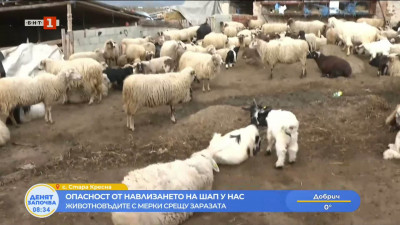 Опасност от навлизането на шап у нас