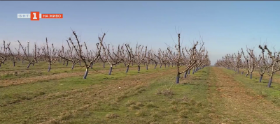 Прогноза за богата реколта: Ще има ли български плодове на трапезата ни