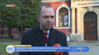 Проблемът с безстопанствените коне в област Кюстендил