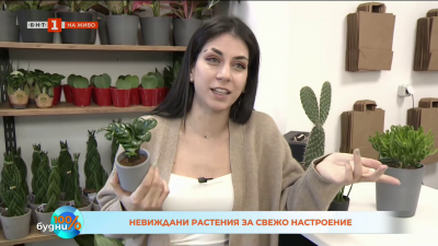 Стайни растения, които подобряват настроението 