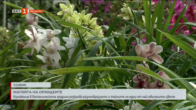 До 8 март Ботаническата градина на БАН показва уникални орхидеи
