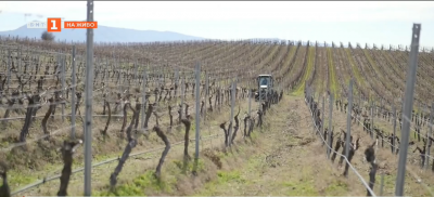 Ще поскъпне ли винопроизводството и гроздето?