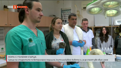 Студенти рискуваха живота си, за да спасят две овце и агне