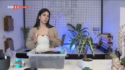 5 грешки при отглеждането на растения