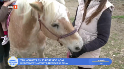 Екипът на конната база в Долище търси нов дом за своите кончета