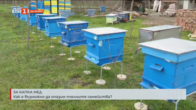 Как е възможно да опазим пчелните семейства?