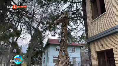  Жираф от скрап в реални размери направи скулпторката Станислава Чапкънова