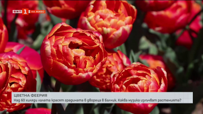 Над 60 хиляди лалета красят градината в двореца в Балчик