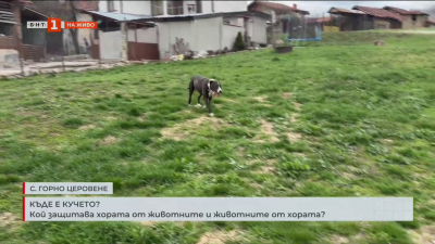 Кой прибра и къде закара захвърлен питбул в село Горно Церовене?