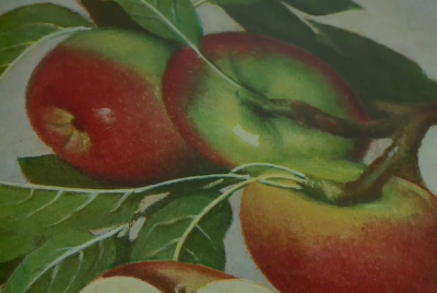 Карастоянка. Аграрният университет в Пловдив възстановява изчезващ български сорт