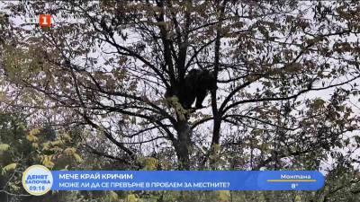 Мече край Кричим - може ли да се превърне в проблем за местните?