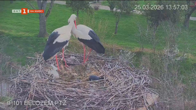 С камерите на „Зелени Балкани“ в село Белозем всички наблюдават първото щъркелово яйце 
