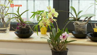 Орхидеите: Колекционери във Варна разказват за любовта към тези екзотични растения