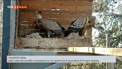 Две нови бели лешоядчета се излюпиха в зоопарка в Стара Загора
