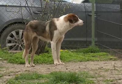 Нов стил на работа и отношение в приюта за бездомни животни в село Каменар