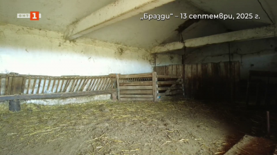 Ще има ли ваксина за шарката по овцете