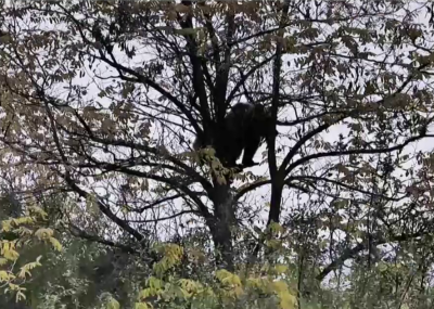 Следи от кафява мечка в района на Кричим - какви съвети дава Общината?