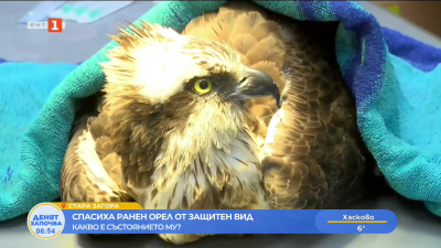 Спасиха ранен орел от защитен вид