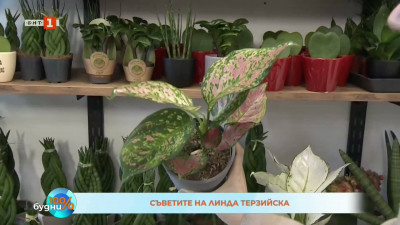 Розова приказка у дома