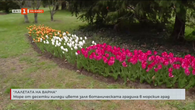 „Лалетата на Варна“ в Университетска ботаническа градина Екопарк Варна