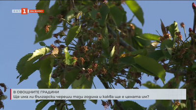 Ще има ли български череши тази година и каква ще е цената им?