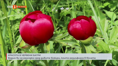 Разходка сред дивите божури, които разцъфнаха в Яйлата