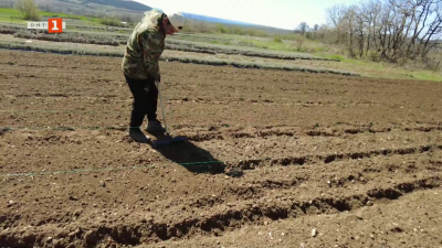 Лавандулата в Средно градище