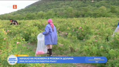Начало на розобера в Розовата долина