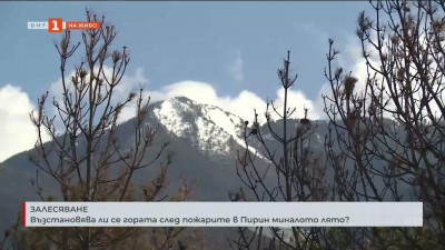 Как се възстановява изгорялата гора в Пирин