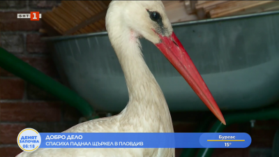 Добро дело - спасиха паднал щъркел в Пловдив