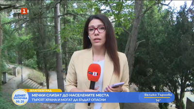 Кафяви мечки слизат към населените места в Благоевградско