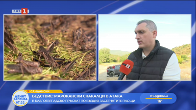 Бедствие: Марокански скакалци в Благоевградско
