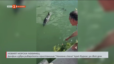 Делфин избра рибарското пристанище „Ченгене скеле“ край Бургас за свой дом