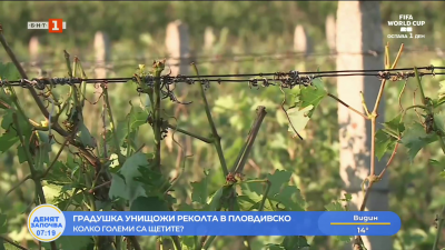 Градушка унищожи голяма част от реколтата в Йоаким Груево и Брестовица